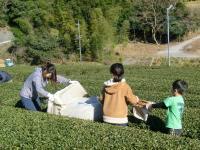 菜園の茶葉にシートを掛ける参加者