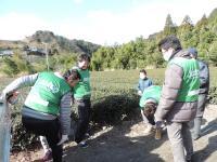 細断された茶葉を茶園に敷くようす