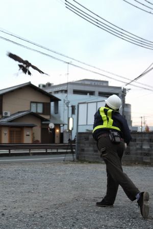 鷹匠がムクドリめがけてハリスホークを放った写真