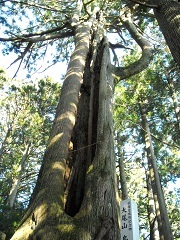 大尾山の鳥居杉、樹齢1200年の大きい木