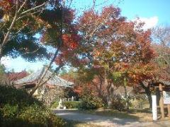 赤く色づいた大きな木々の奥に龍華院大猷院霊屋が見える写真
