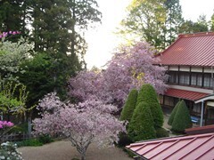 紅紫色のカイドウの花が満開の様子