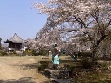 大きな桜の木の向こうに普門寺が見える写真