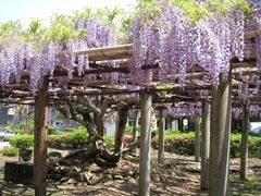 藤棚に紫色の藤の花が垂れ下がっている写真