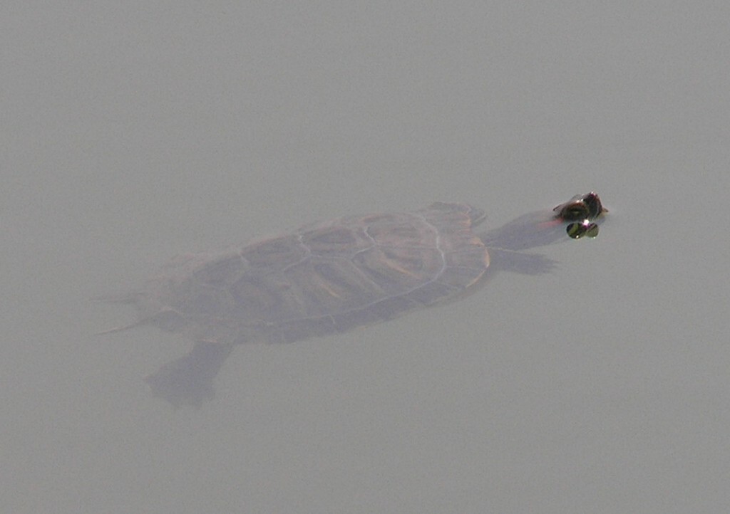 掛川市に住む生き物たち 爬虫類 両生類 昆虫 掛川市