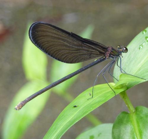 掛川市に住む生き物たち 爬虫類 両生類 昆虫 掛川市