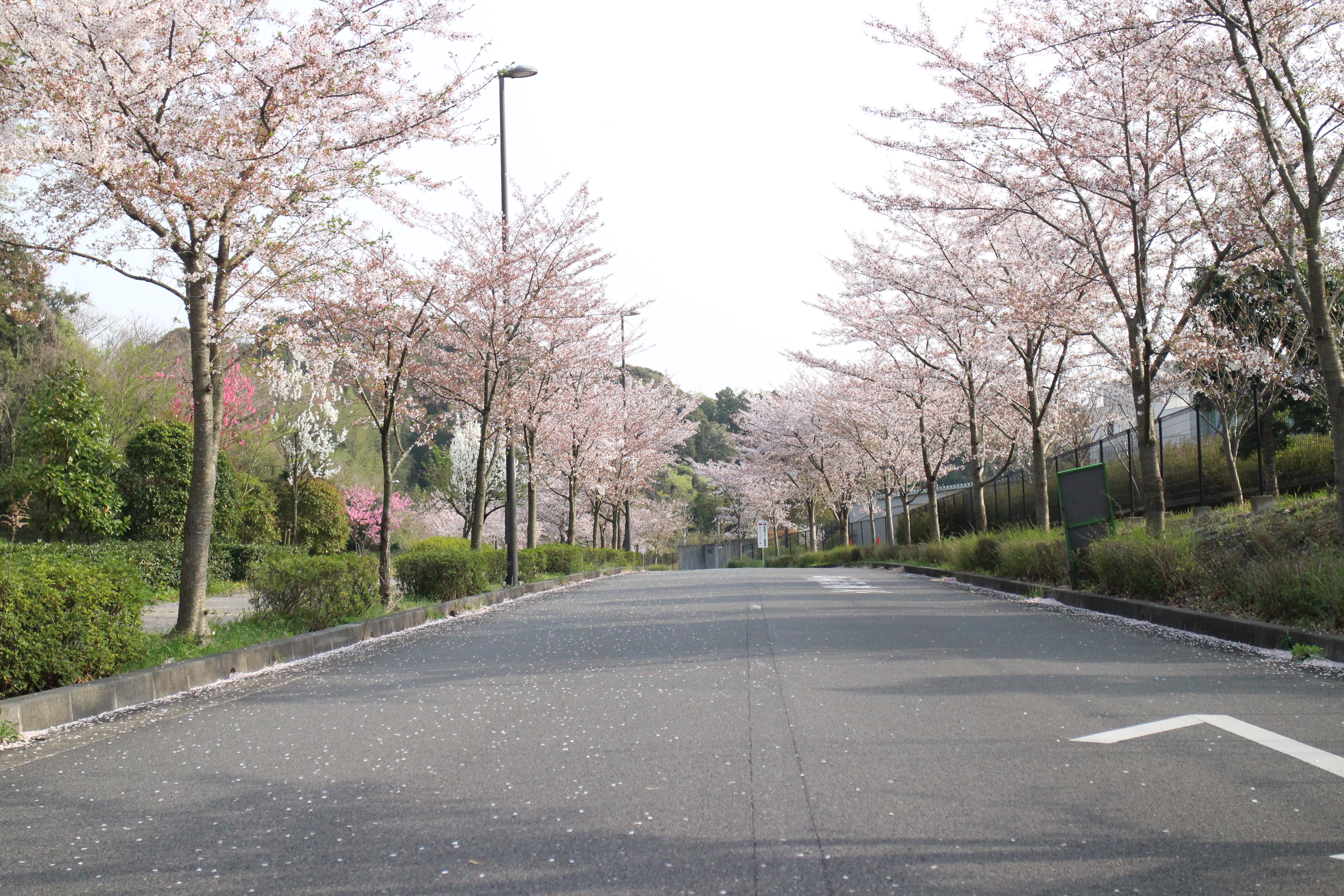 22世紀の丘公園入口の桜並木