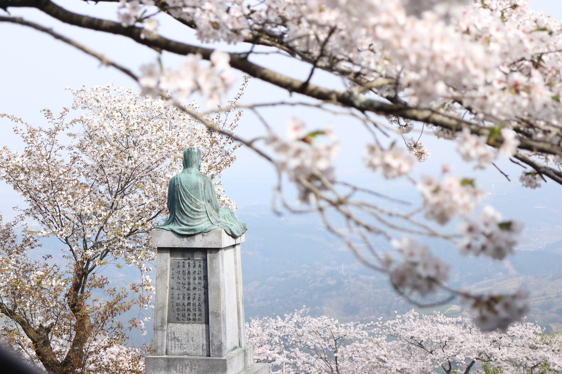 粟ケ岳の桜