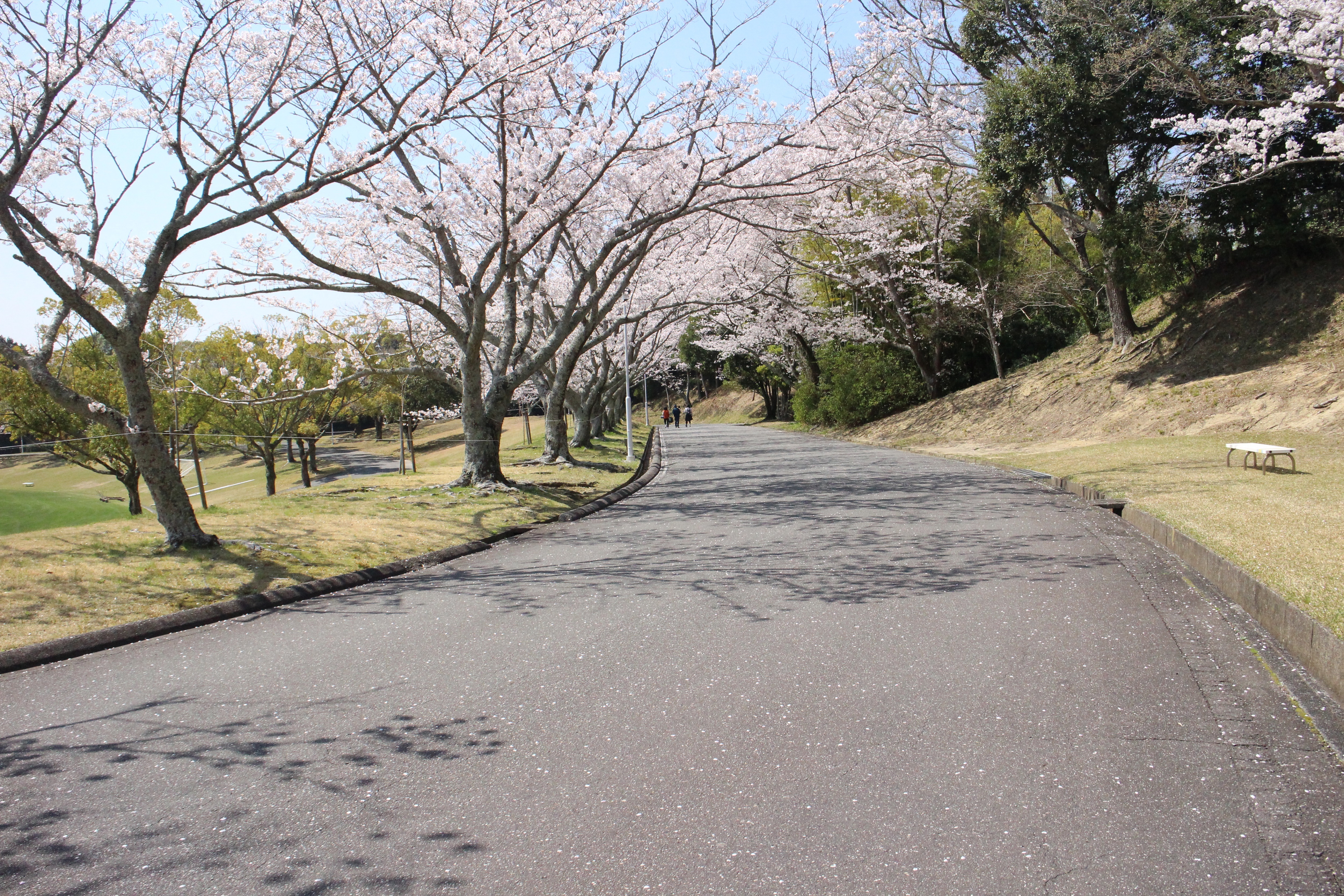 つま恋リゾート彩の郷園内の桜