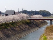 逆川堤防の桜