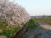 土手の桜