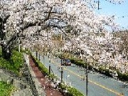 城東中学校の桜