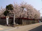 道横の桜