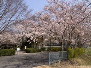 満開の桜