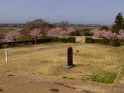 広場の桜