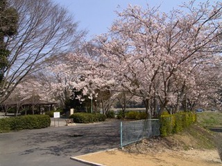 公園入口を道の左右から満開の桜が咲く