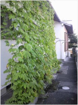 屋根まで張られたネットにゴーヤの葉が茂り、緑のカーテンになっている様子。