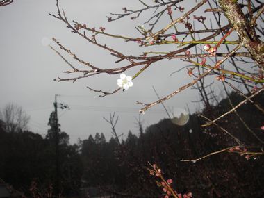 木の枝にひとつの梅が咲いている