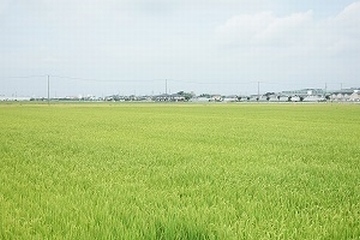 青々と広がる田園風景