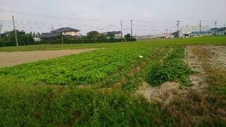 家庭菜園の風景