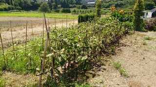さまざまな野菜が育つ家庭菜園のようす
