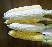生のまま食べられるフルーツコーンの写真