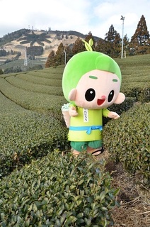 茶畑を散策する茶のみやきんじろう