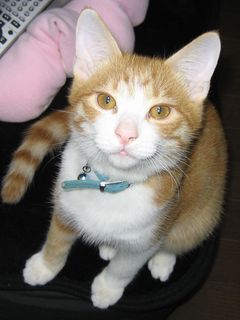 水色の首輪をつけた茶色の縞の猫