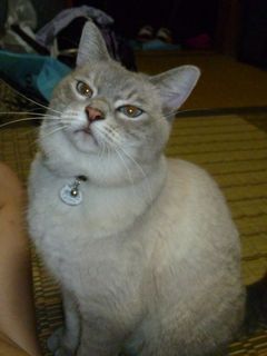 首に鈴をつけたグレーの猫