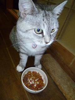餌を食べる猫