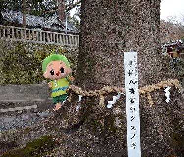 事任八幡宮のクスノキと茶のみやきんじろう