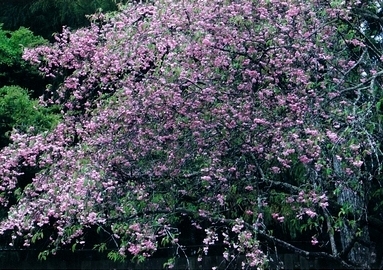 昨年のカイドウの写真でピンクの花がたくさん咲いている