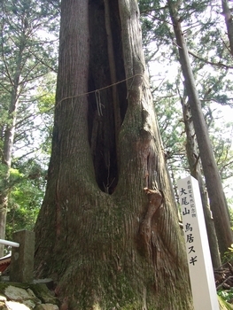 鳥居スギの幹を下から撮った写真で、幹に空洞がある